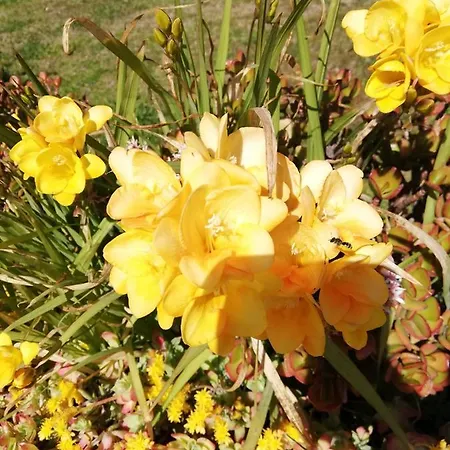 Cuccuruaio' مزرعة للإقامة *