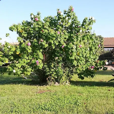 Farmház Cuccuruaio'