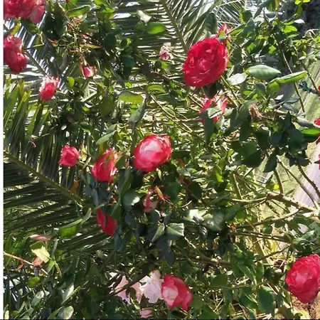 Cuccuruaio' مزرعة للإقامة *