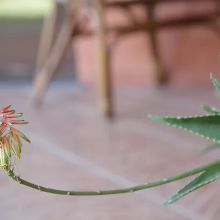 مزرعة للإقامة Cuccuruaio' *